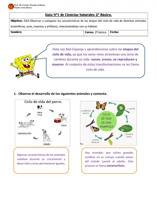 Guía "ciclo de vida de los animales"