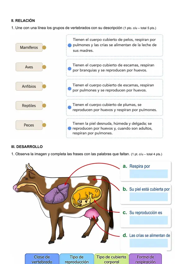 Evaluación vertebrados