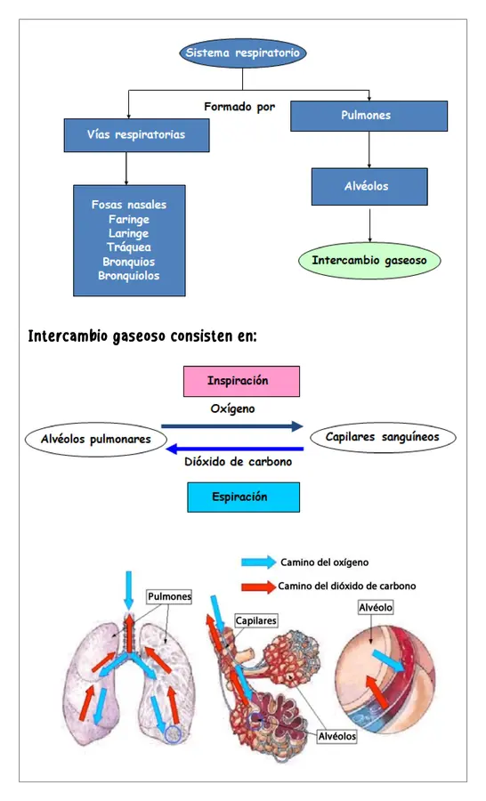 Guía de trabajo - Nutrición y oxígeno fuente de energia 