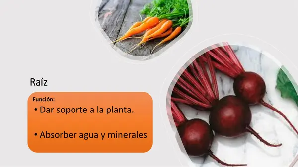 Estructura y funciones de las plantas