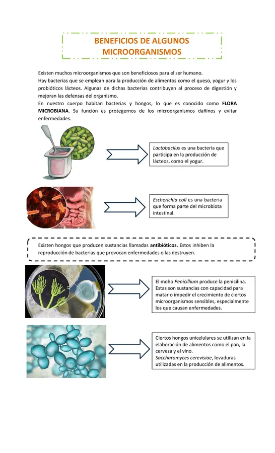 BENEFICIOS DE ALGUNOS MICROORGANISMOS