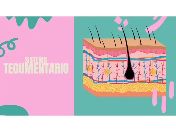 Sistema tegumentario