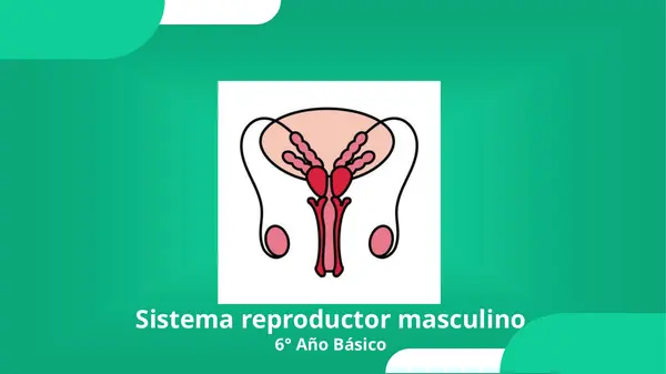 Sistema reproductor masculino