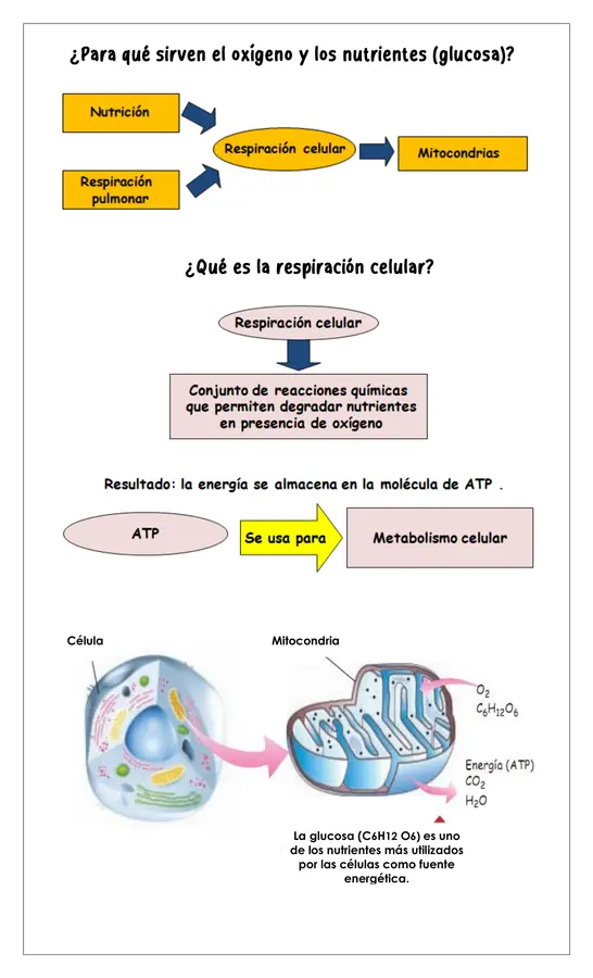 Guía de trabajo - Nutrición y oxígeno fuente de energia 