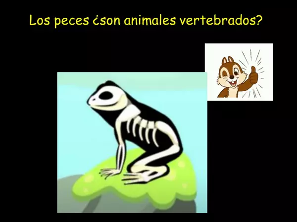 animales vertebrados anfibios 