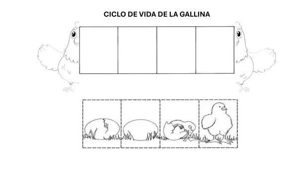 CICLO DE VIDA 