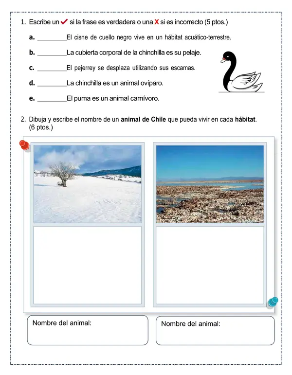 Trabajo de ciencias 1° básico "Animales de Chile" (fauna chilena)