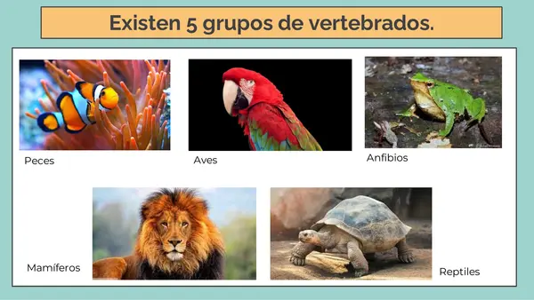 Animales vertebrados: las aves