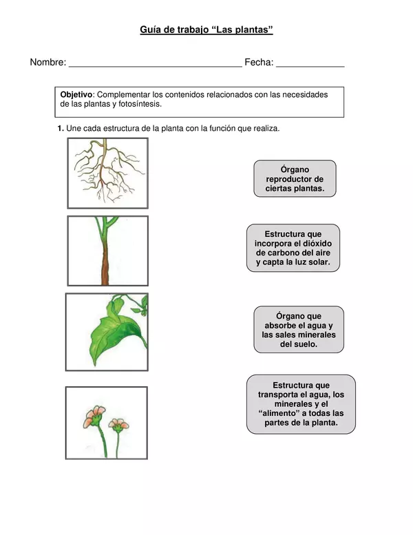 Guía de trabajo "Las plantas" tercer año.