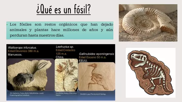Clase fósiles y registro fósil 