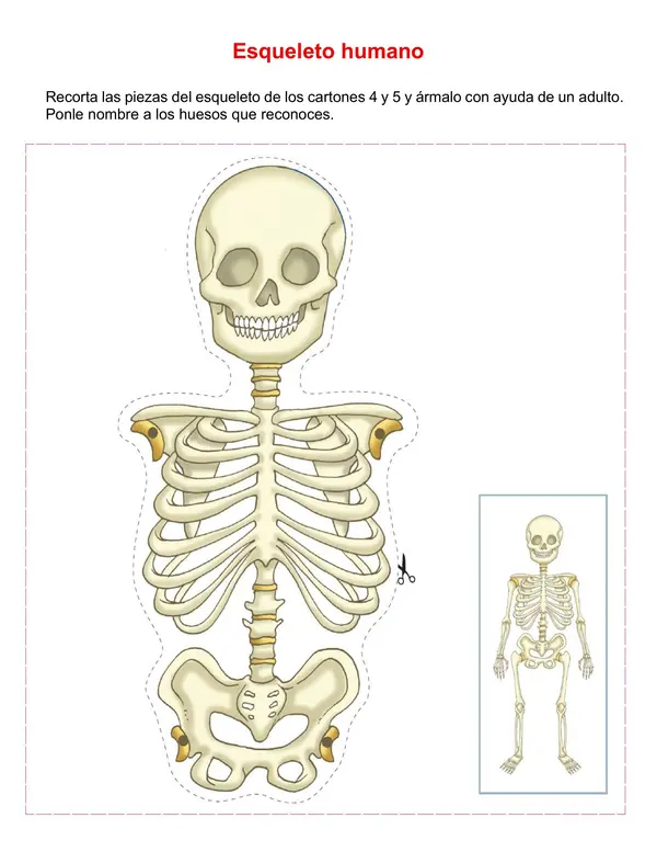 Esqueleto humano uniendo extremidades