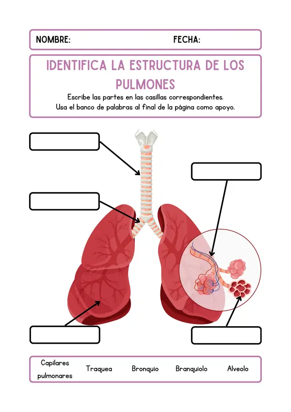 Estructura de los pulmones