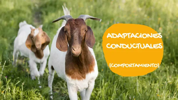 ppt ADAPTACIONES DE LOS ANIMALES