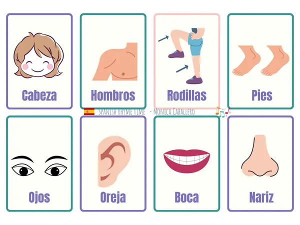 Partes del cuerpo  Spanish & English (flashcard) - cancion