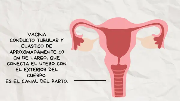 Aparato reproductor femenino 