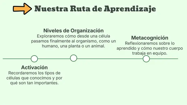 cuerpo en acción niveles de organización celular 