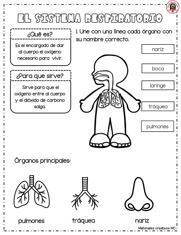 SISTEMAS DE NUESTRO CUERPO HUMANO