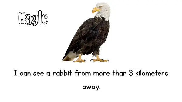 Amazing animals Minibook 