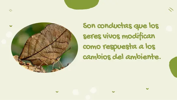 ppt ADAPTACIONES DE LOS ANIMALES