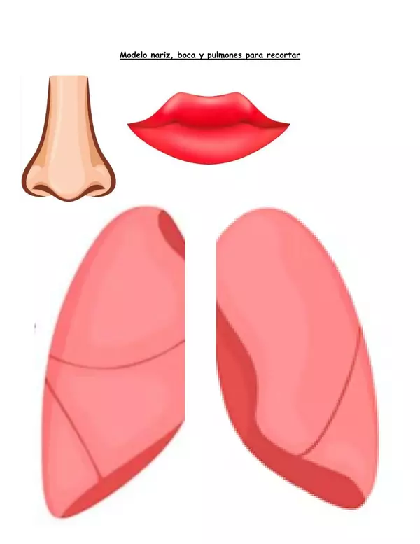Modelo para recortar funcionamiento de los pulmones