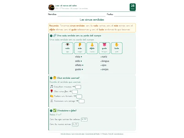 Los cinco sentidos: ficha interactiva gratuita para 6–7 años