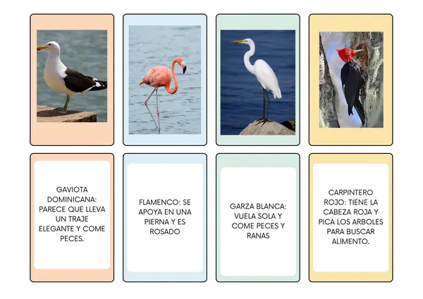Flashcards/ memorice "Fauna nativa de Chile"