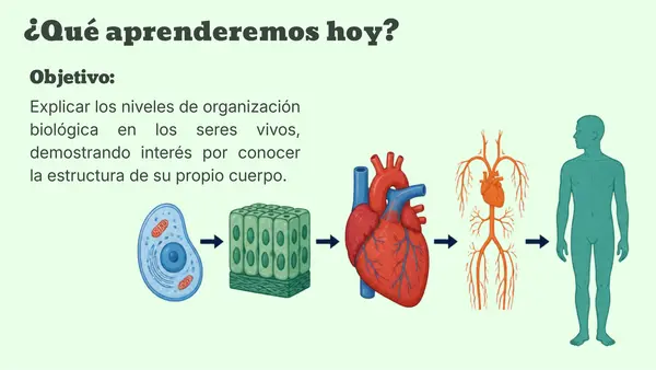 cuerpo en acción niveles de organización celular 