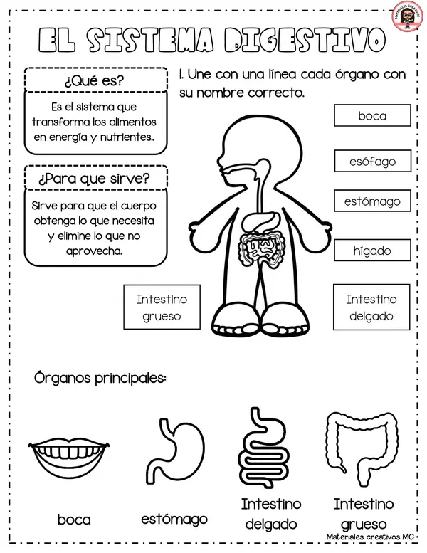 SISTEMAS DE NUESTRO CUERPO HUMANO