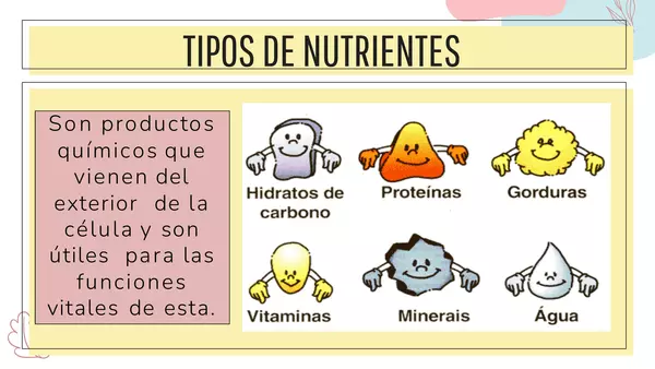 Los nutrientes y sus funciones