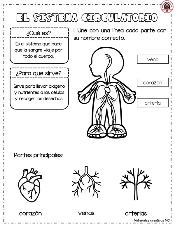 SISTEMAS DE NUESTRO CUERPO HUMANO