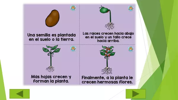 LAS PLANTAS