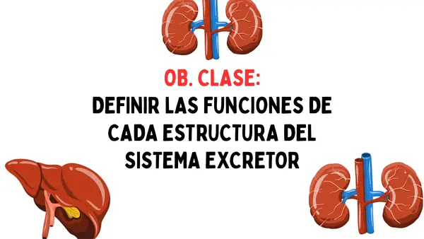 Sistema Excretor
