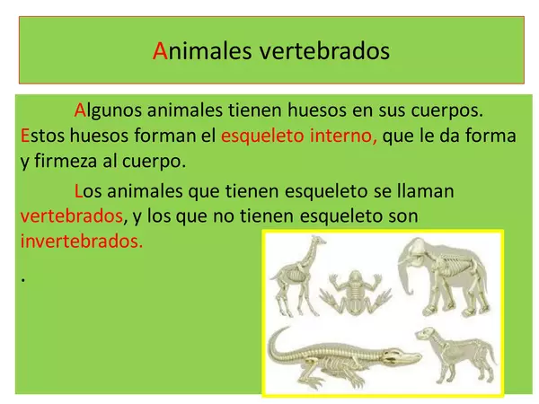 Animales mamíferos 