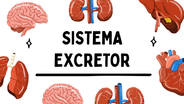 Sistema Excretor