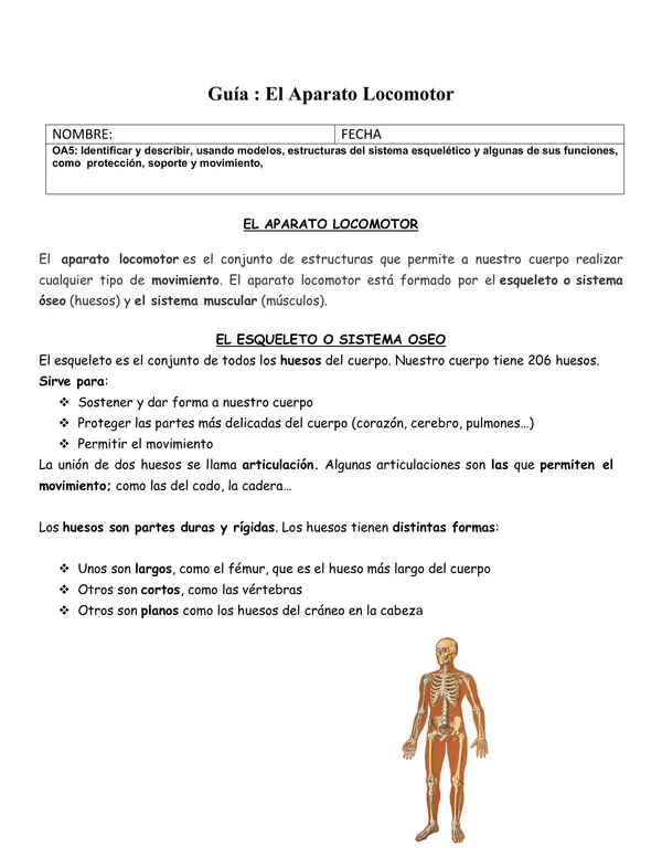Sistema locomotor