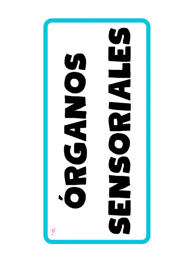 👃👂👀 Órganos sensoriales – Material visual imprimible