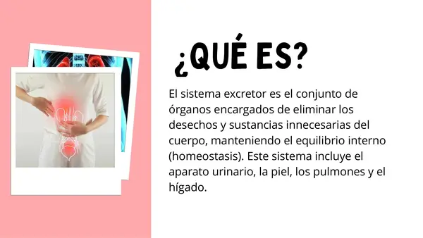 Sistema Excretor