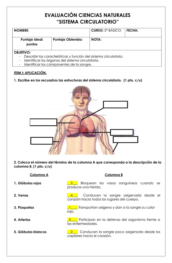 Prueba ciencias - Sistema circulatorio