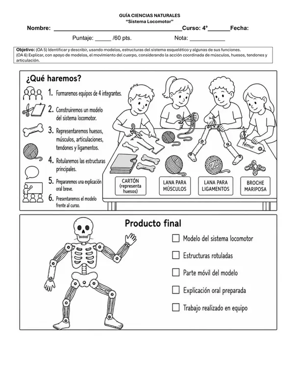 Evaluación Sistema Locomotor 4° Básico OA5 OA6 | Trabajo Práctico y Modelo Articulado