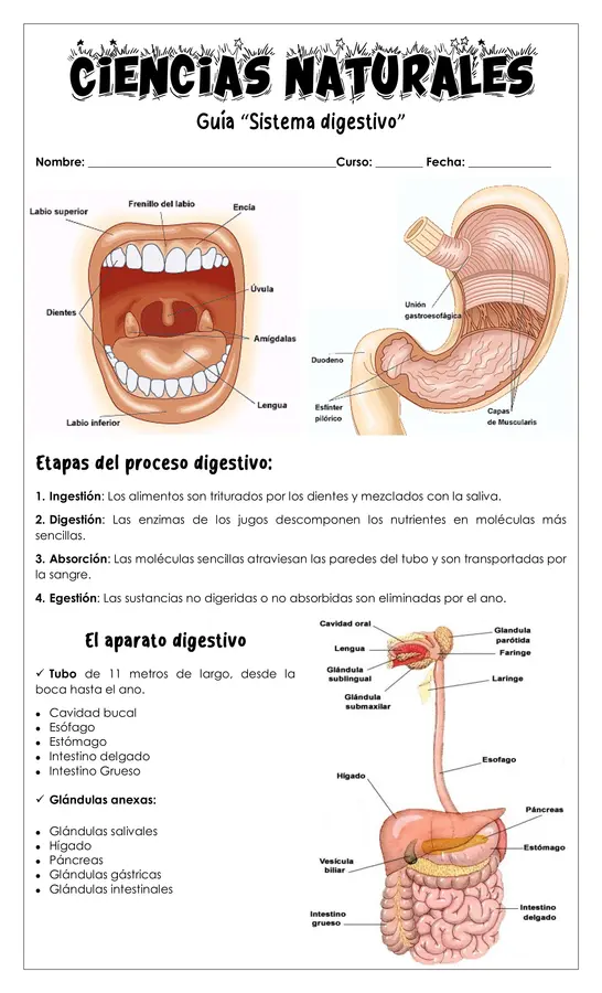 Guía - Sistema digestivo 