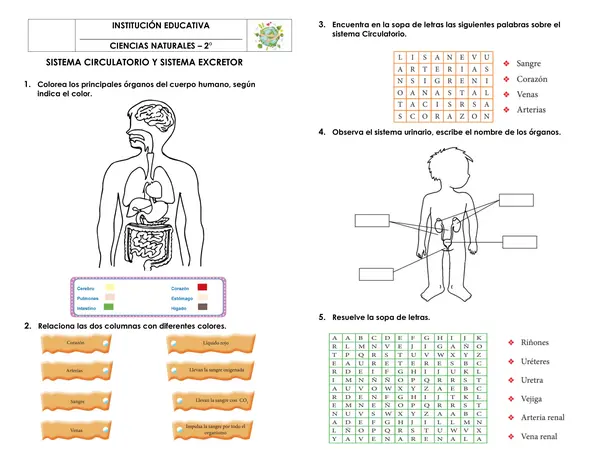 SISTEMA CIRCULATORIO Y SISTEMA EXCRETOR
