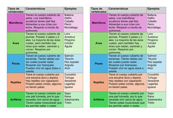 Cuadro "tipos de vertebrados"