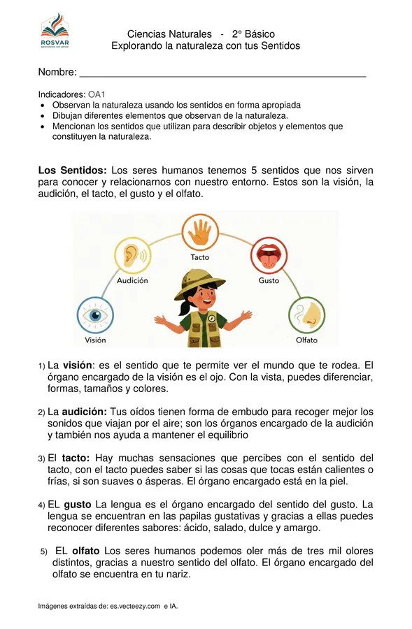 Ciencias - Los Sentidos - 1° y 2° Básico