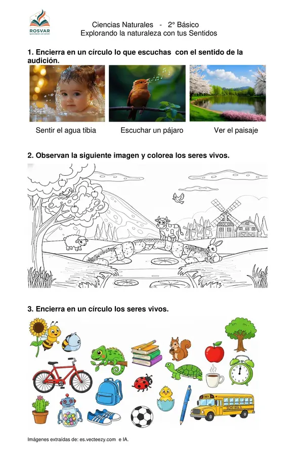 Ciencias - Los Sentidos - 1° y 2° Básico