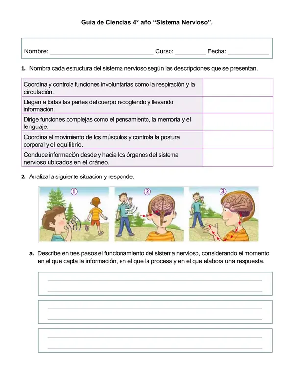 Guía de ciencias 4°año "Sistema nervioso"