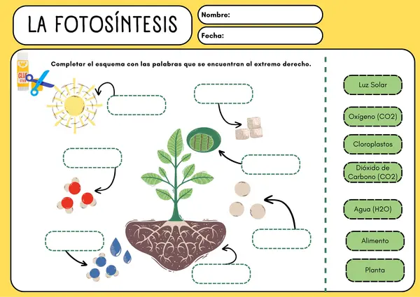 Fotosíntesis 