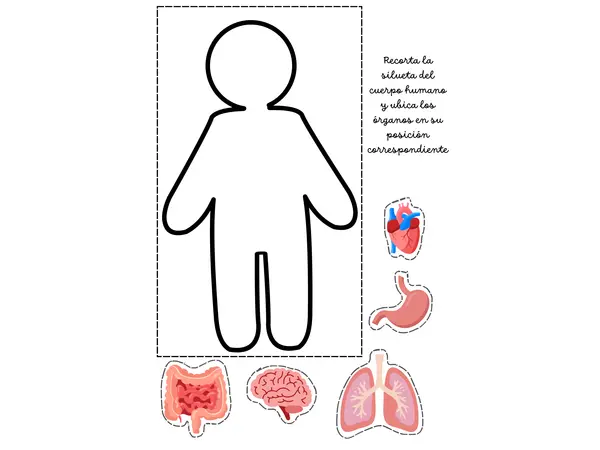 Actividad: Ubicar los principales órganos del cuerpo