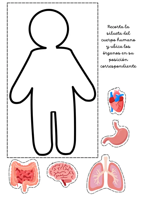 Actividad: Ubicar los principales órganos del cuerpo