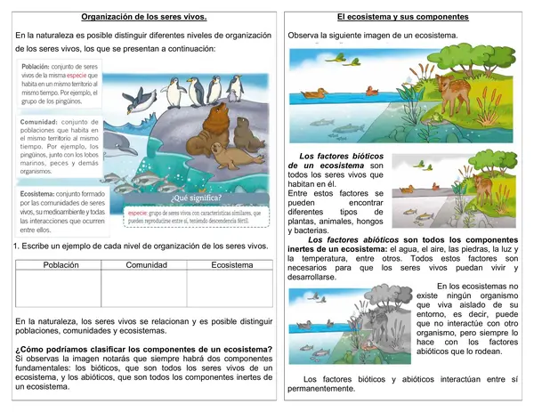 Guía de ciencias 4° año "Organización de los seres vivos"