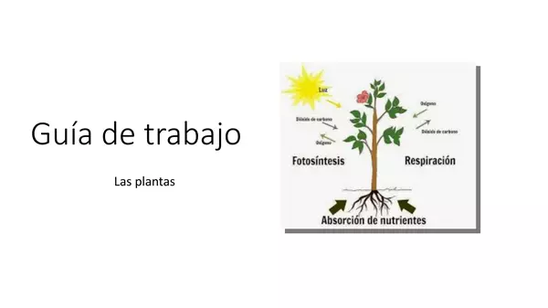 Presentación Interactiva "guia de trabajo"  Las Plantas  cs. Naturales Tercero Basico 
